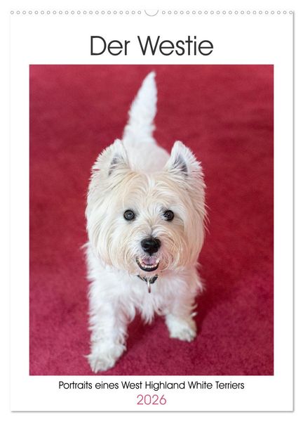 Der Westie - Portrait eines West Highland White Terriers (Wandkalender 2026 DIN A2 hoch) CALVENDO Monatskalender