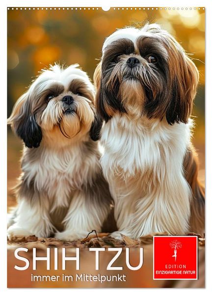 Shih Tzu - immer im Mittelpunkt (Wandkalender 2026 DIN A2 hoch) CALVENDO Monatskalender