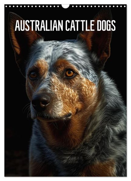 Australian Cattle Dogs (Wandkalender 2026 DIN A3 hoch) CALVENDO Monatskalender