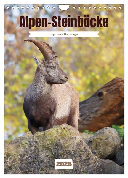 Alpen-Steinböcke imposante Hornträger (Wandkalender 2026 DIN A4 hoch) CALVENDO Monatskalender