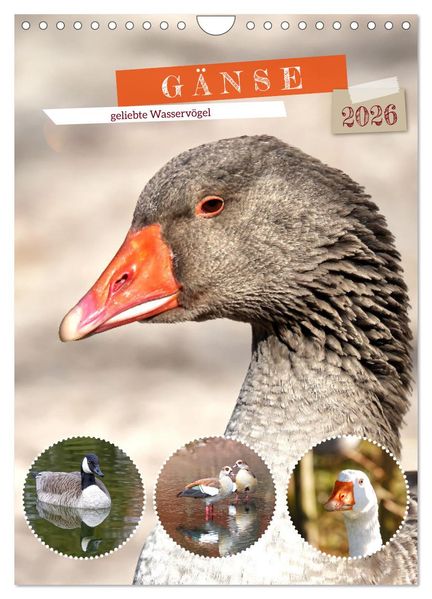 Gänse geliebte Wasservögel (Wandkalender 2026 DIN A4 hoch) CALVENDO Monatskalender