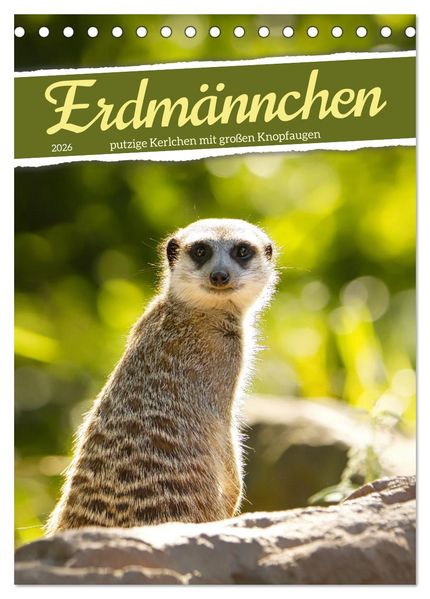 Erdmännchen putzige Kerlchen mit großen Knopfaugen (Tischkalender 2026 DIN A5 hoch) CALVENDO Monatskalender