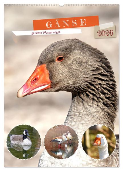 Gänse geliebte Wasservögel (Wandkalender 2026 DIN A2 hoch) CALVENDO Monatskalender