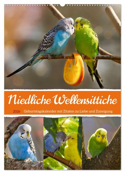 Niedliche Wellensittiche (Wandkalender 2026 DIN A2 hoch) CALVENDO Monatskalender