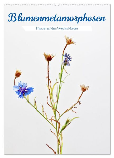 Blumenmetamorphosen (Wandkalender 2026 DIN A2 hoch) CALVENDO Monatskalender