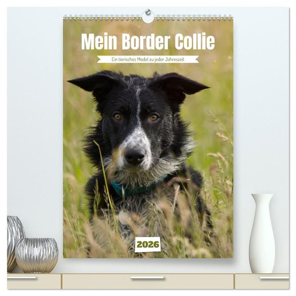 Mein Border Collie (hochwertiger Premium Wandkalender 2026 DIN A2 hoch) Kunstdruck in Hochglanz