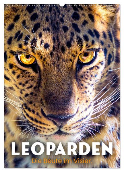 Leoparden - Die Beute im Visier. (Wandkalender 2026 DIN A2 hoch) CALVENDO Monatskalender
