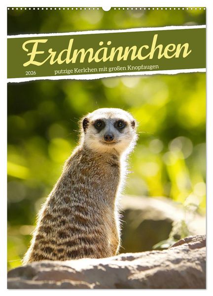 Erdmännchen putzige Kerlchen mit großen Knopfaugen (Wandkalender 2026 DIN A2 hoch) CALVENDO Monatskalender