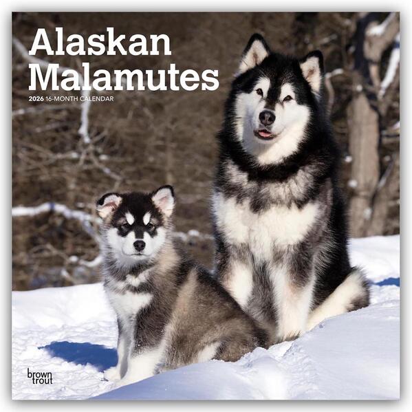 Browntrout Verlags GmbH Alaskan Malamutes 2026 - 16-Monatskalender