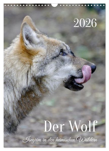 Der Wolf - Isegrim in den heimischen Wäldern - Kalender 2026 (Wandkalender 2026 DIN A3 hoch) CALVENDO Monatskalender