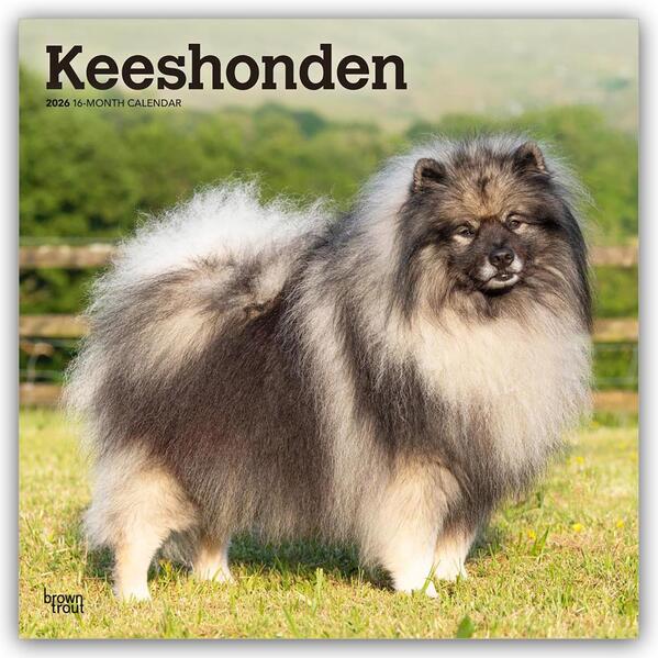 Browntrout Verlags GmbH Keeshonden - Wolfsspitz 2026 - 16-Monatskalender