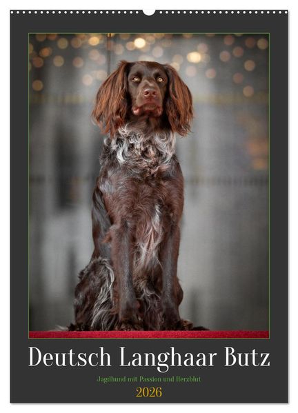 Deutsch Langhaar Butz - Jagdhund mit Passion und Herzblut (Wandkalender 2026 DIN A2 hoch) CALVENDO Monatskalender