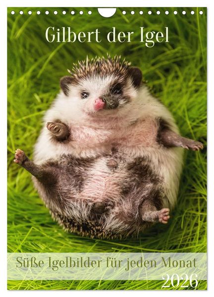 Gilbert der Igel (Wandkalender 2026 DIN A4 hoch) CALVENDO Monatskalender