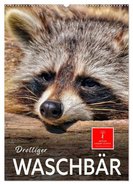 Drolliger Waschbär (Wandkalender 2026 DIN A2 hoch) CALVENDO Monatskalender