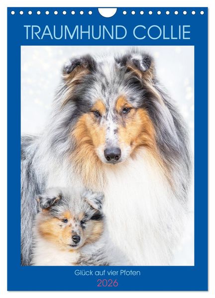 Traumhund Collie - Glück auf vier Pfoten (Wandkalender 2026 DIN A4 hoch) CALVENDO Monatskalender