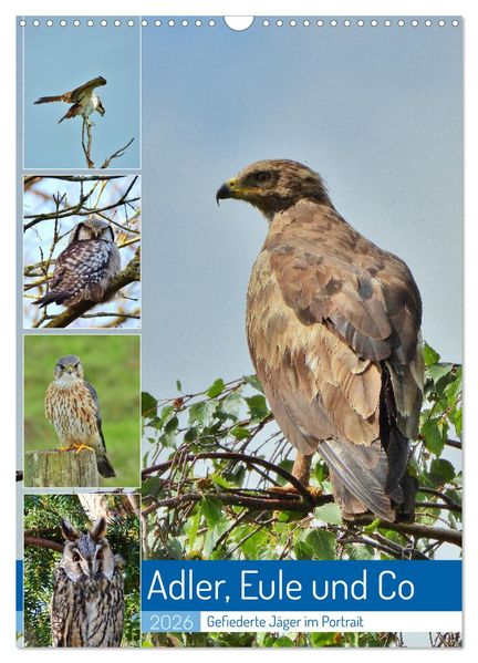 Adler Eule und Co - Gefiederte Jäger im Portrait (Wandkalender 2026 DIN A3 hoch) CALVENDO Monatskalender