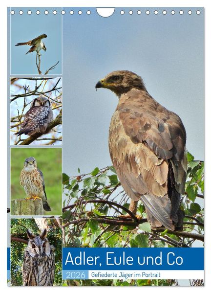 Adler Eule und Co - Gefiederte Jäger im Portrait (Wandkalender 2026 DIN A4 hoch) CALVENDO Monatskalender