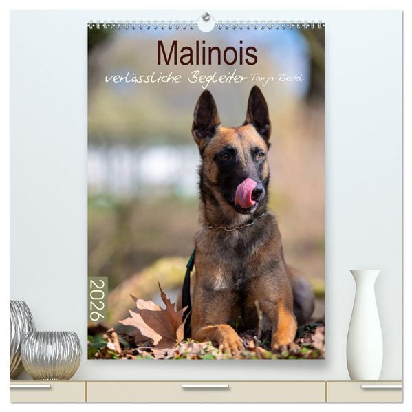 Malinois verlässliche Begleiter (hochwertiger Premium Wandkalender 2026 DIN A2 hoch) Kunstdruck in Hochglanz