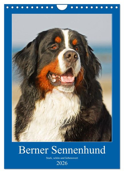 Berner Sennenhund - stark schön und liebenswert (Wandkalender 2026 DIN A4 hoch) CALVENDO Monatskalender