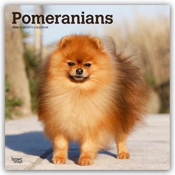 Browntrout Verlags GmbH Pomeranians - Spitz 2026 - 16-Monatskalender