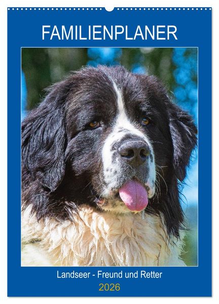 Familienplaner Landseer - Freund und Retter (Wandkalender 2026 DIN A2 hoch) CALVENDO Monatskalender