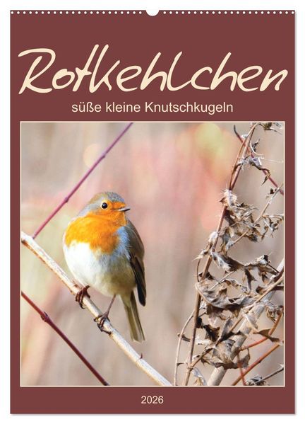 Rotkehlchen süße kleine Knutschkugeln (Wandkalender 2026 DIN A2 hoch) CALVENDO Monatskalender