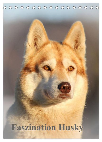Faszination Husky (Tischkalender 2026 DIN A5 hoch) CALVENDO Monatskalender