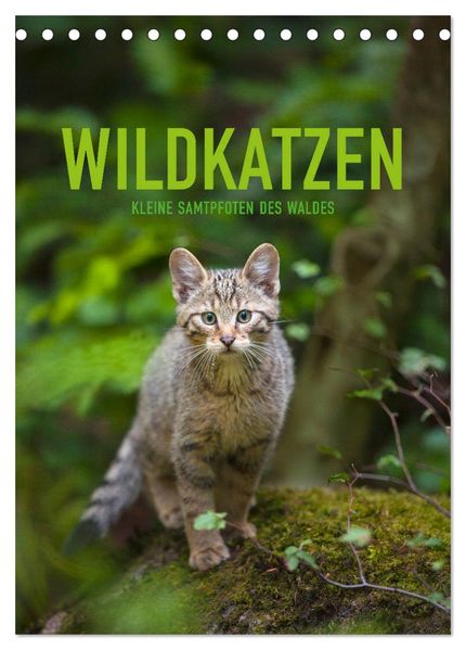 Wildkatzen - Kleine Samtpfoten des Waldes (Tischkalender 2026 DIN A5 hoch) CALVENDO Monatskalender
