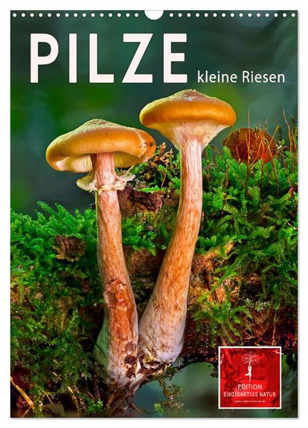 Pilze - kleine Riesen (Wandkalender 2026 DIN A3 hoch) CALVENDO Monatskalender