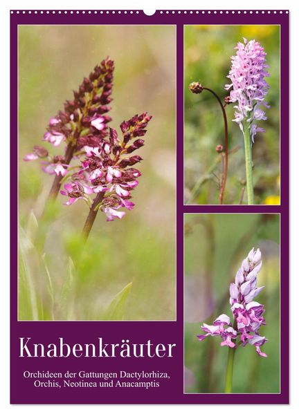 Knabenkräuter (Wandkalender 2026 DIN A2 hoch) CALVENDO Monatskalender
