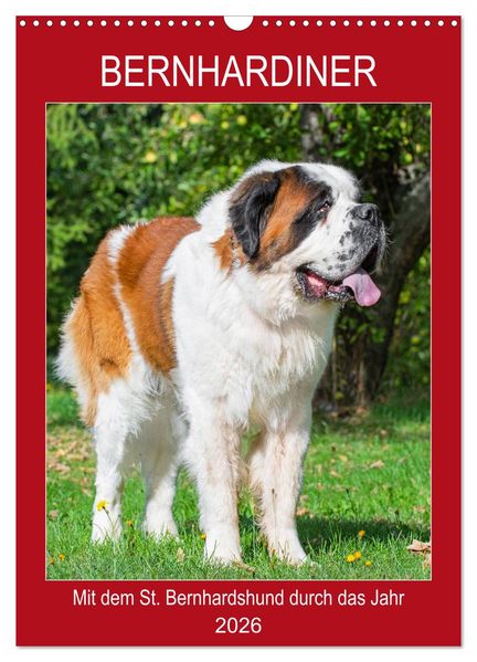 Bernhardiner - Mit dem St. Bernhardshund durch das Jahr (Wandkalender 2026 DIN A3 hoch) CALVENDO Monatskalender