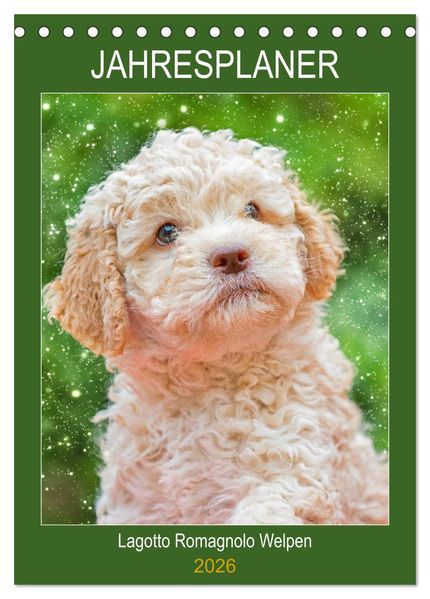 Jahresplaner Lagotto Romagnolo Welpen (Tischkalender 2026 DIN A5 hoch) CALVENDO Monatskalender
