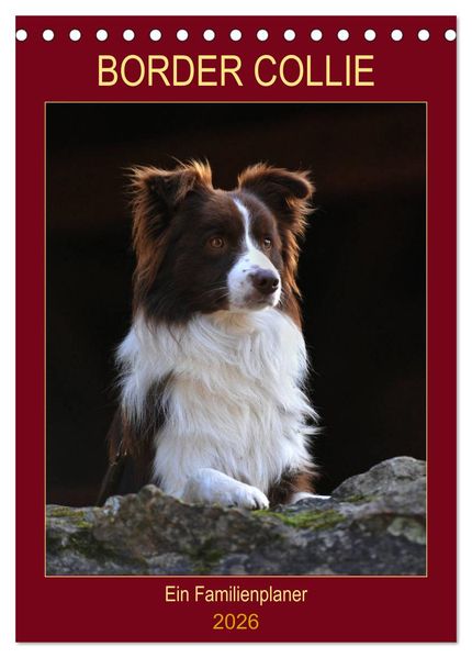 Border Collie - Ein Familienplaner (Tischkalender 2026 DIN A5 hoch) CALVENDO Monatskalender