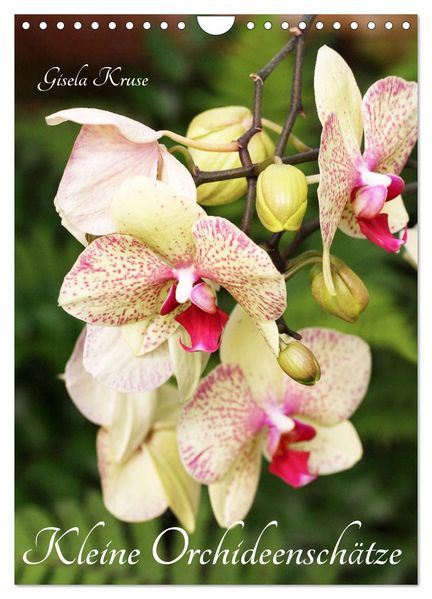 Kleine Orchideenschätze (Wandkalender 2026 DIN A4 hoch) CALVENDO Monatskalender