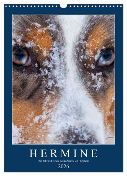 Hermine - Ein Jahr mit einem Mini Australian Shepherd (Wandkalender 2026 DIN A3 hoch) CALVENDO Monatskalender