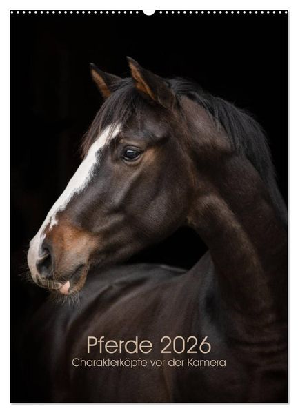 Pferde 2026 - Charakterköpfe vor der Kamera (Wandkalender 2026 DIN A2 hoch) CALVENDO Monatskalender