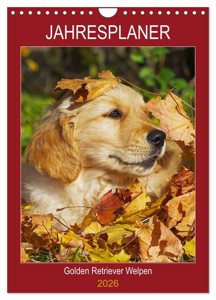 Jahresplaner Golden Retriever Welpen (Wandkalender 2026 DIN A4 hoch) CALVENDO Monatskalender
