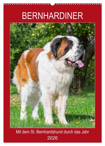 Bernhardiner - Mit dem St. Bernhardshund durch das Jahr (Wandkalender 2026 DIN A2 hoch) CALVENDO Monatskalender