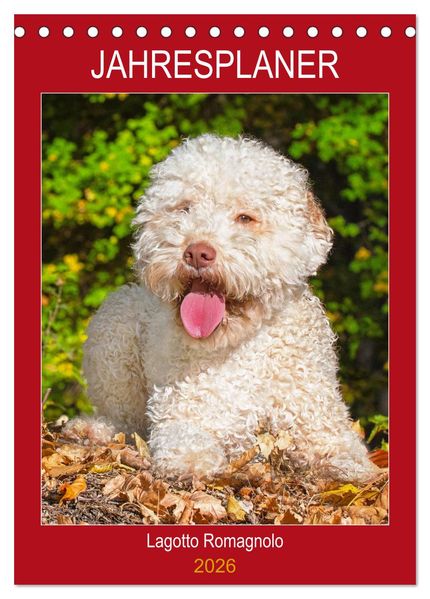 Jahresplaner Lagotto Romagnolo (Tischkalender 2026 DIN A5 hoch) CALVENDO Monatskalender
