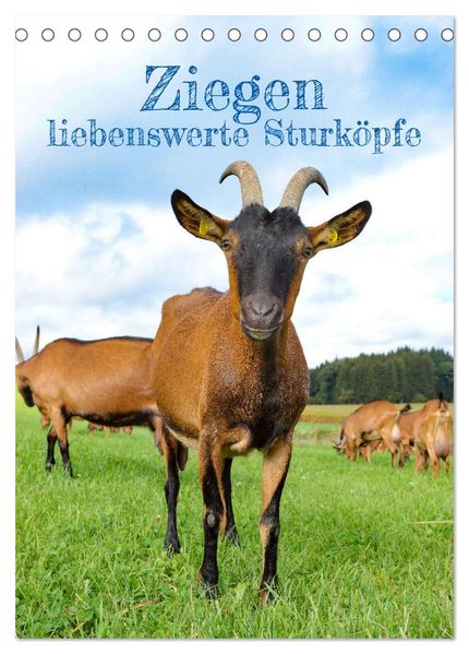Ziegen - liebenswerte Sturköpfe (Tischkalender 2026 DIN A5 hoch) CALVENDO Monatskalender