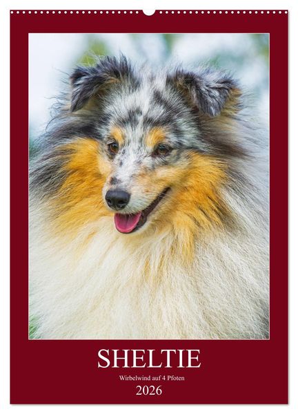 Sheltie - Wirbelwind auf 4 Pfoten (Wandkalender 2026 DIN A2 hoch) CALVENDO Monatskalender