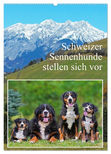Schweizer Sennenhunde stellen sich vor (Wandkalender 2026 DIN A2 hoch) CALVENDO Monatskalender