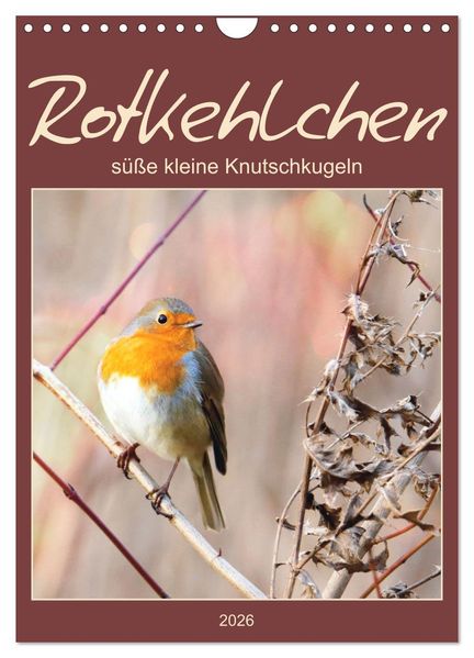 Rotkehlchen süße kleine Knutschkugeln (Wandkalender 2026 DIN A4 hoch) CALVENDO Monatskalender