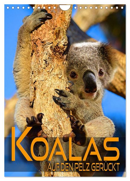 Koalas auf den Pelz gerückt (Wandkalender 2026 DIN A4 hoch) CALVENDO Monatskalender