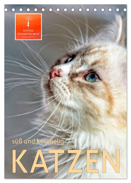 Katzen - süß und kuschelig (Tischkalender 2026 DIN A5 hoch) CALVENDO Monatskalender