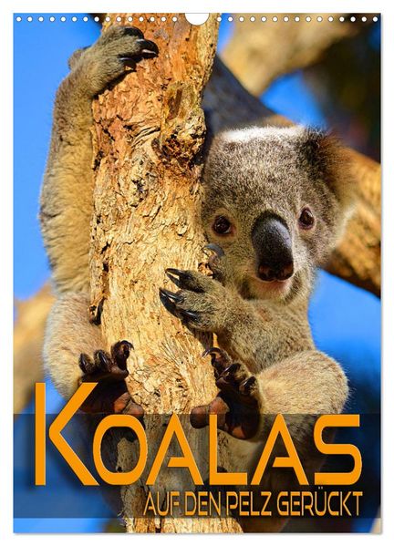 Koalas auf den Pelz gerückt (Wandkalender 2026 DIN A3 hoch) CALVENDO Monatskalender