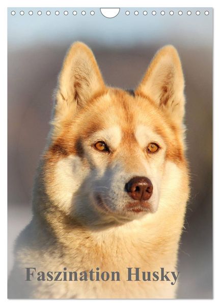 Faszination Husky (Wandkalender 2026 DIN A4 hoch) CALVENDO Monatskalender