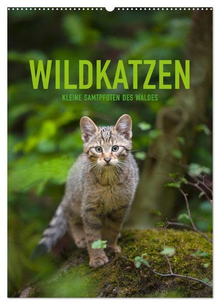 Wildkatzen - Kleine Samtpfoten des Waldes (Wandkalender 2026 DIN A2 hoch) CALVENDO Monatskalender