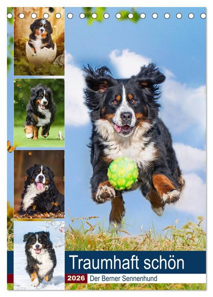 Traumhaft schön - Der Berner Sennenhund (Tischkalender 2026 DIN A5 hoch) CALVENDO Monatskalender
