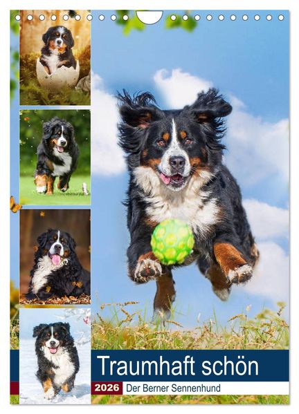 Traumhaft schön - Der Berner Sennenhund (Wandkalender 2026 DIN A4 hoch) CALVENDO Monatskalender